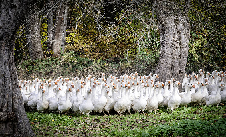 Gaensemarsch am Brunnerhof am Laengsee Gaensemarsch am Brunnerhof am Laengsee