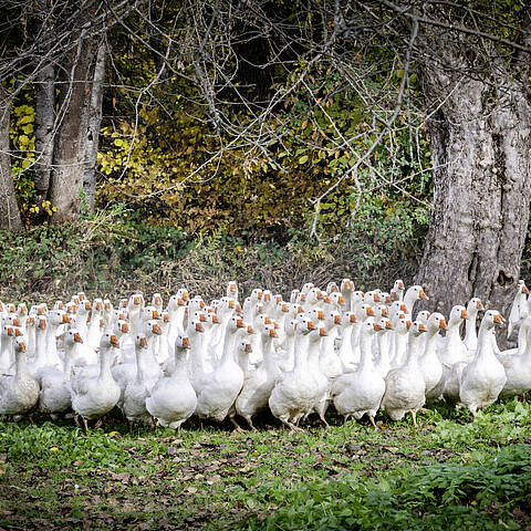 Gaensemarsch am Brunnerhof am Laengsee Gaensemarsch am Brunnerhof am Laengsee