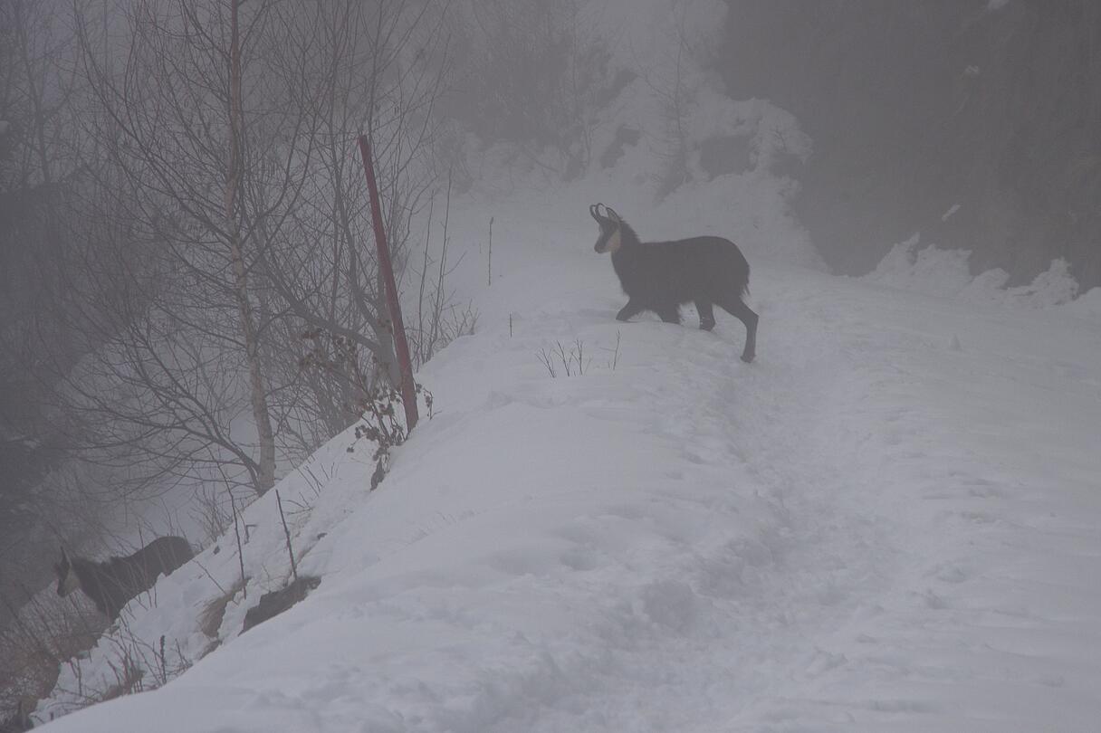 Schneeschuhwandern im Nationalpark Hohe Tauern Schneeschuhwandern im Nationalpark Hohe Tauern