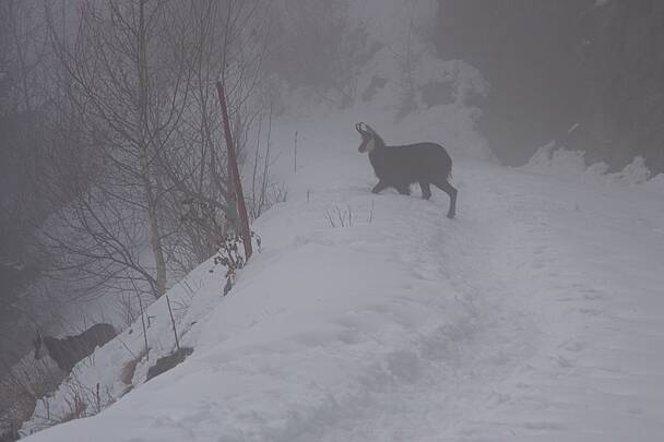 Schneeschuhwandern im Nationalpark Hohe Tauern