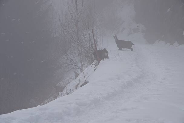 Schneeschuhwandern im Nationalpark Hohe Tauern