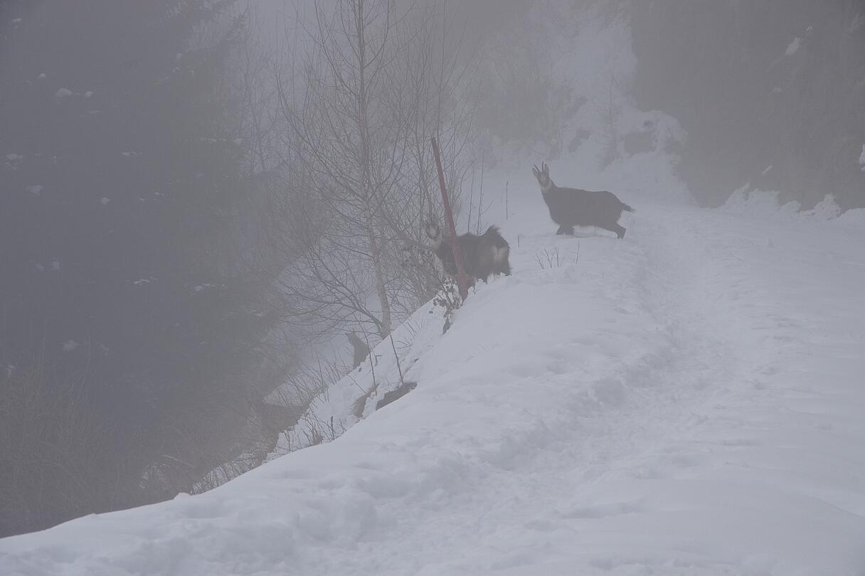 Schneeschuhwandern im Nationalpark Hohe Tauern Schneeschuhwandern im Nationalpark Hohe Tauern