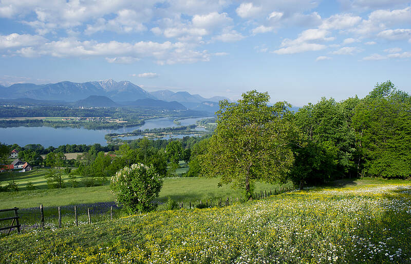 Frühsommer an der Drau