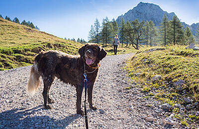 Wanderung mit Hund zur Klagenfurter Hütte