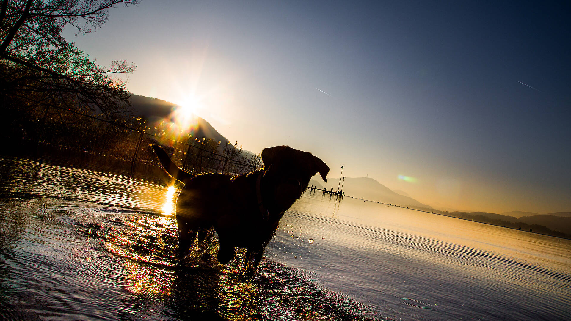 Baden mit Hund in Klagenfurt