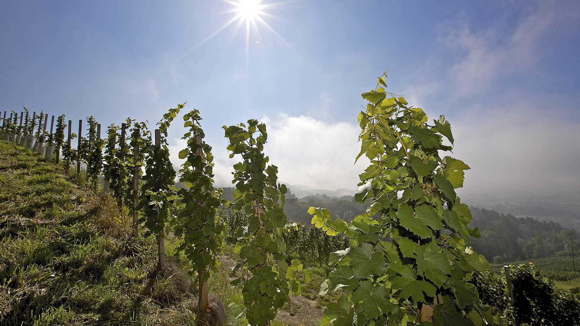 Wein aus Kärnten