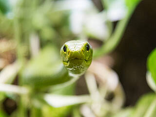 Reptilienzoo Happ | ganzjährig geöffnet (November geschlossen)