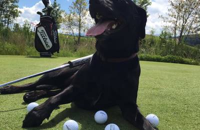 <p>Golfen mit Hund</p>