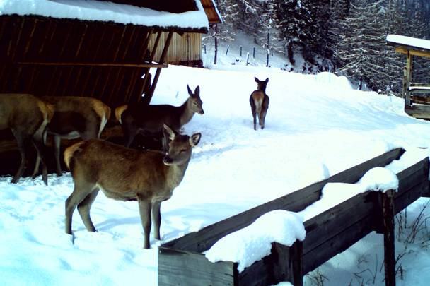 Wildtierfütterung im Biosphärenpark Nockberge, Rotwild