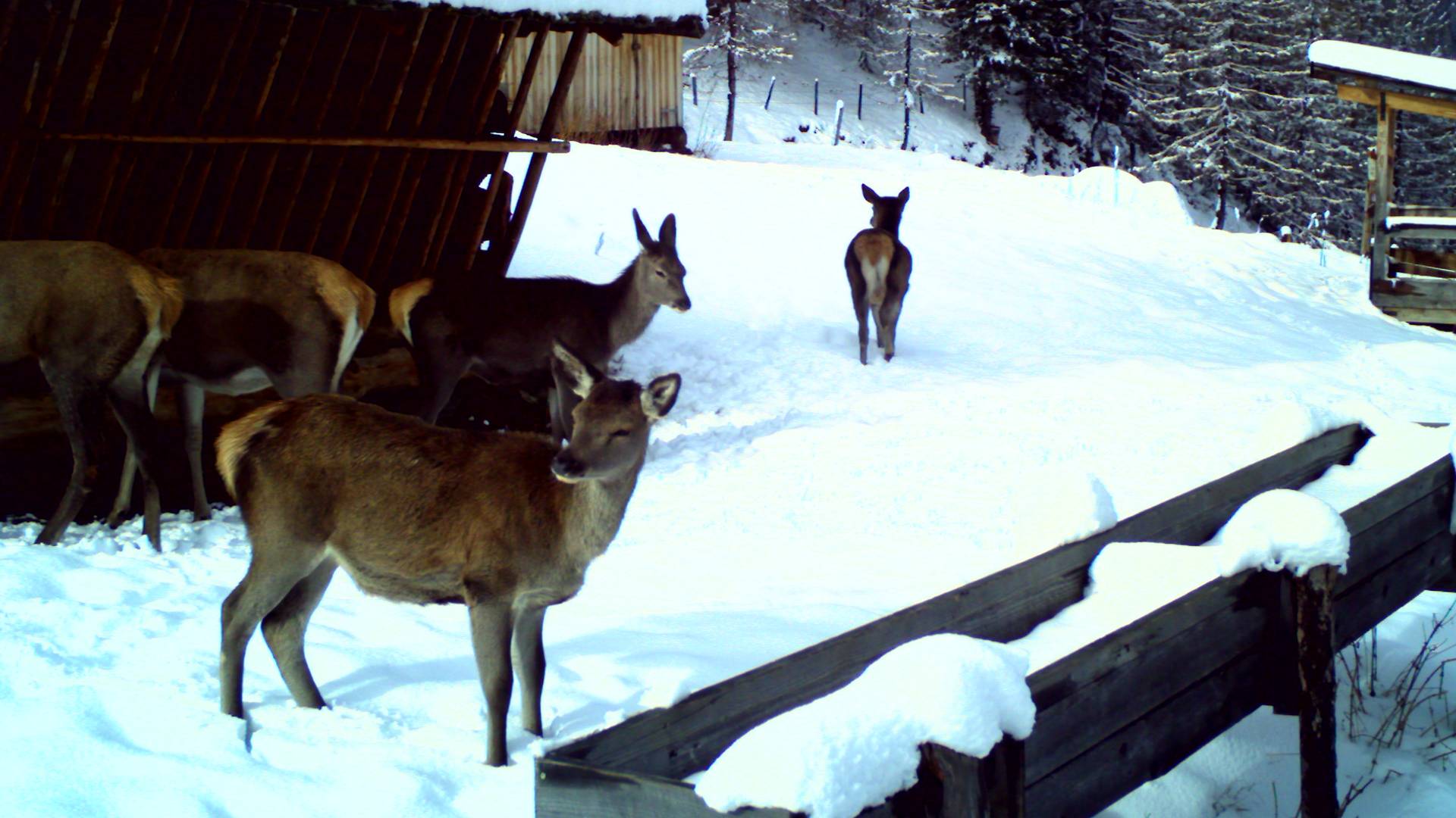 Wildtierfütterung im Biosphärenpark Nockberge, Rotwild