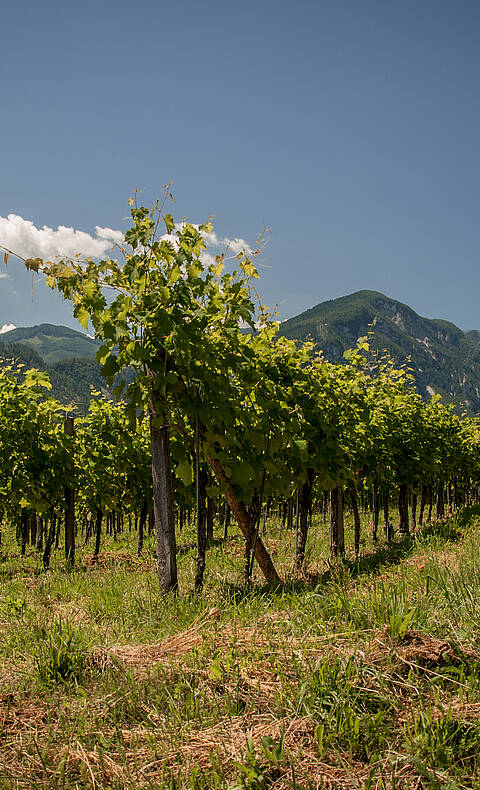 Weinberg in der Gemeinde Sittersdorf in Südkärnten Klopeiner See