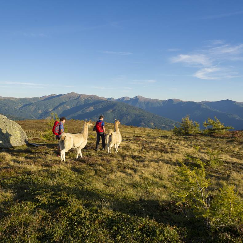 Lamatrekking am Katschberg