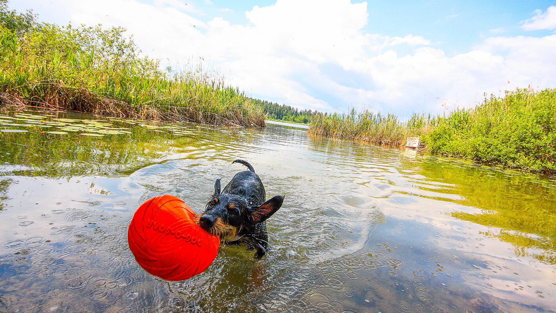 Aktiv-Urlaub mit Hund - Spass im Wasser