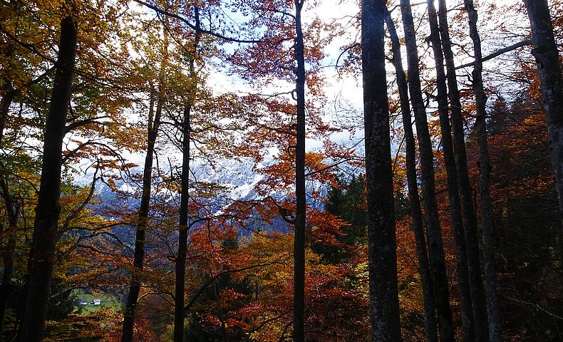 Herbstspaziergang durch den Hajnžgraben, Zell-Pfarre