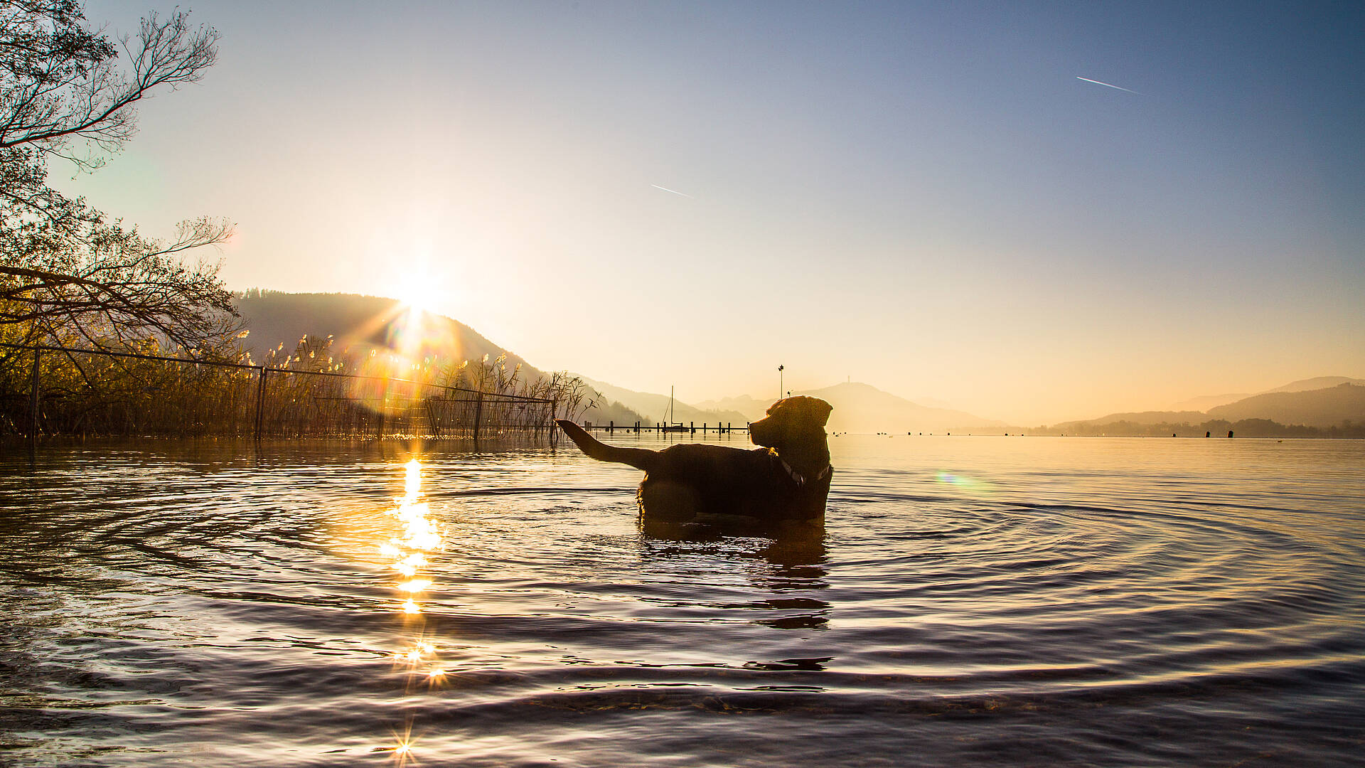 Baden mit Hund in Klagenfurt