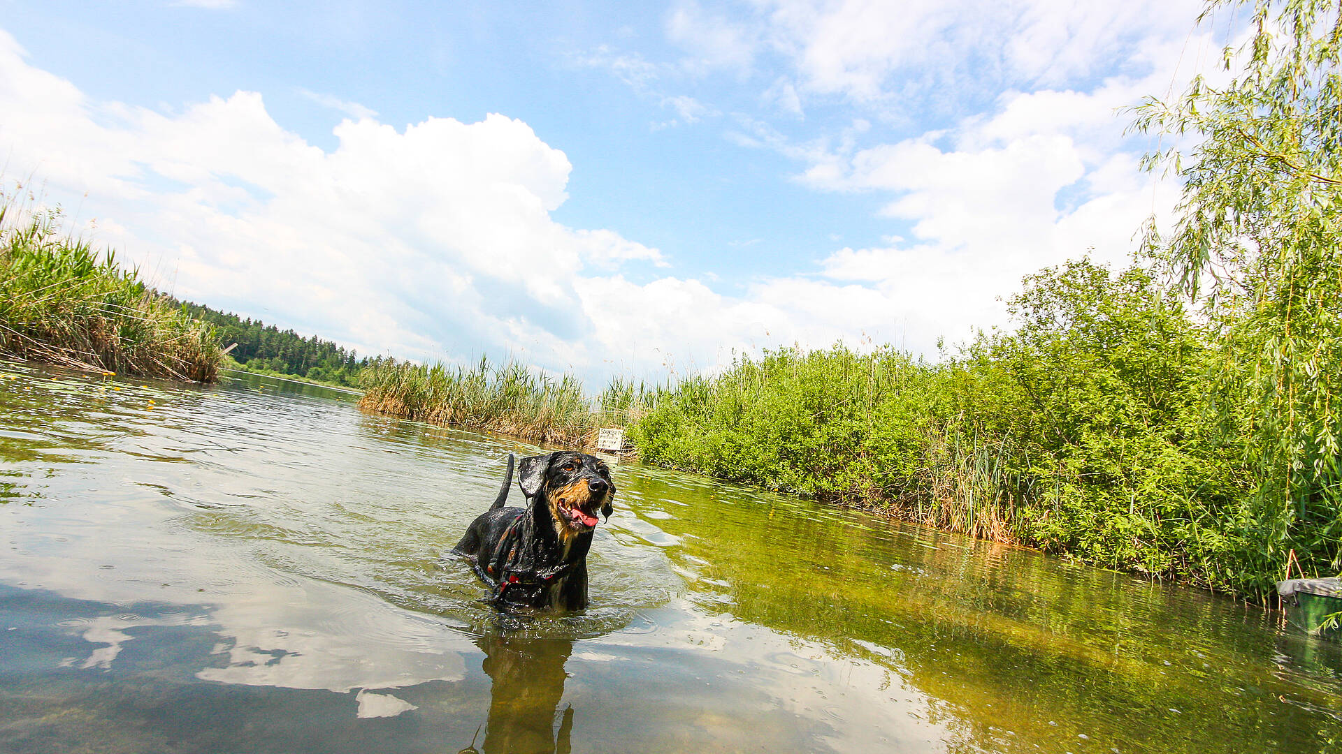 Baden mit Hund am Klopeiner See