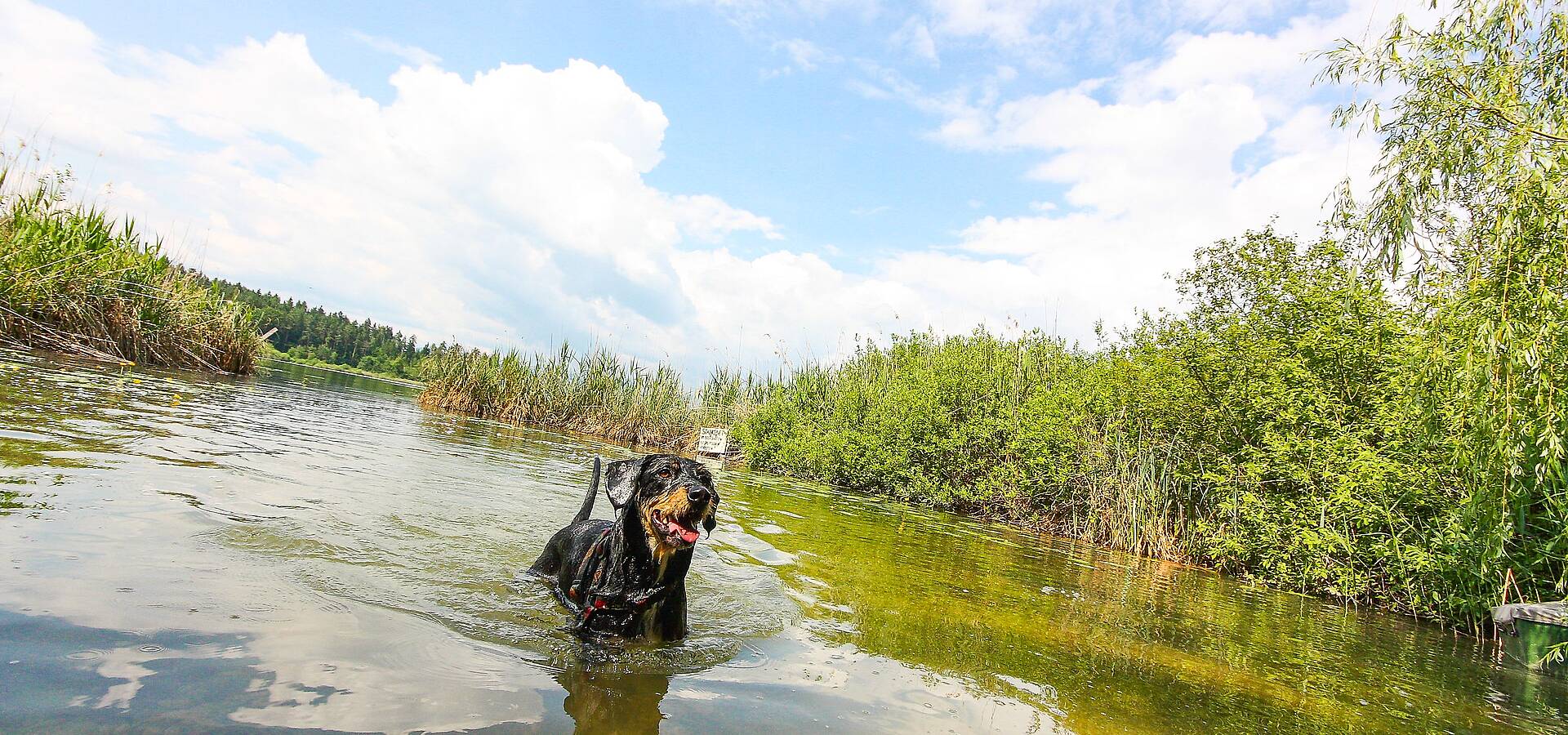 Baden mit Hund am Klopeiner See