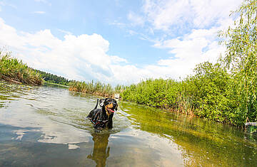 Baden mit Hund am Klopeiner See