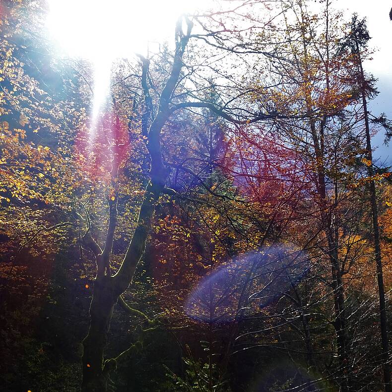 Herbstspaziergang durch den Hajnžgraben, Zell-Pfarre