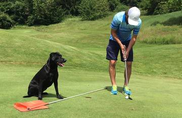 Golfen mit Hund