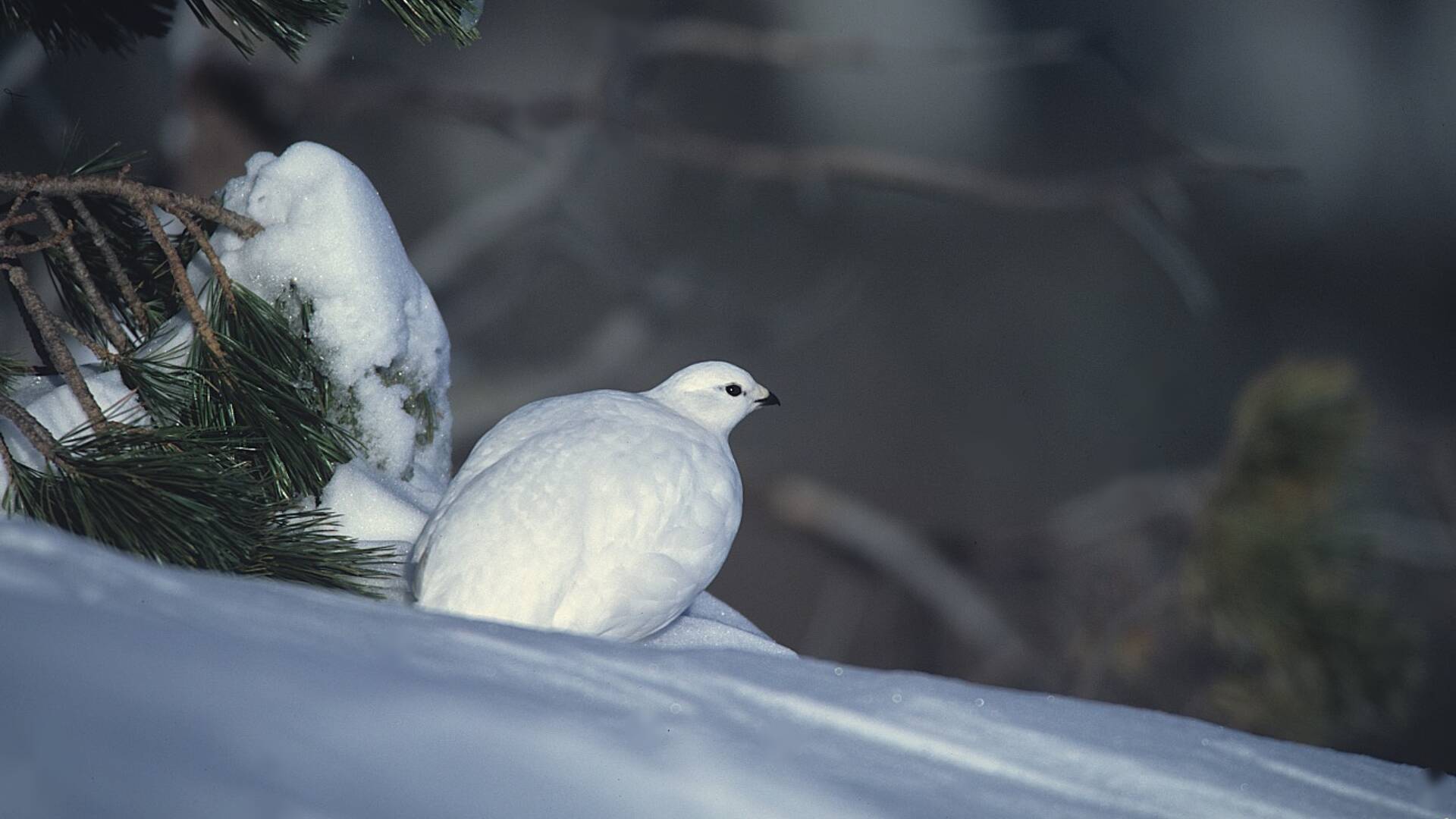 Schneehuhn im Biosphärenpark Nockberge 