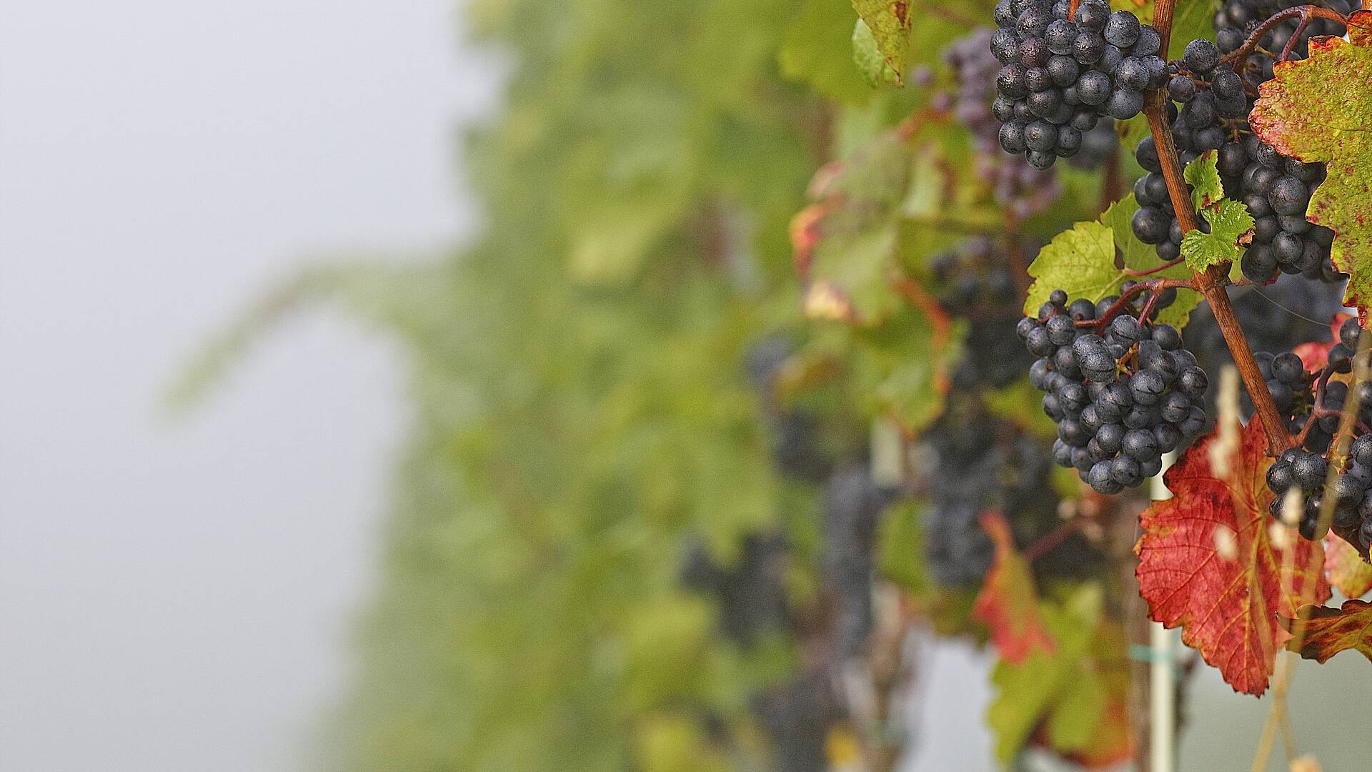 Weinbau in Kärnten