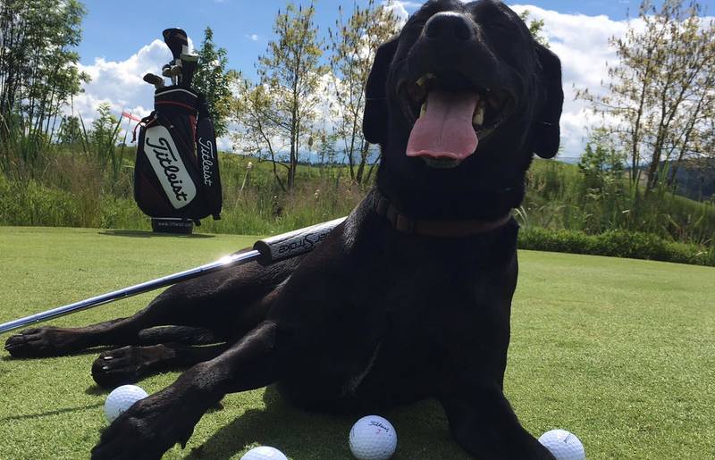 Golfen mit Hund