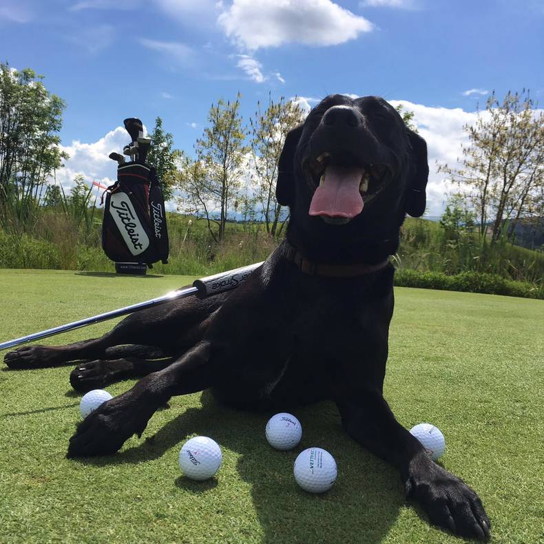 Golfen mit Hund