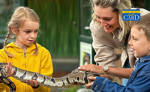 Reptilien ganz nah sein beim W&ouml;rthersee