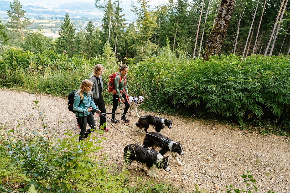 Wanderung mit Hund am Kitzelberg Slow Trail Drei Frauen wandern mit mehreren Hunden auf einem Waldweg am Kitzelberg Slow Trail, umgeben von grüner Natur und Blick ins Tal.