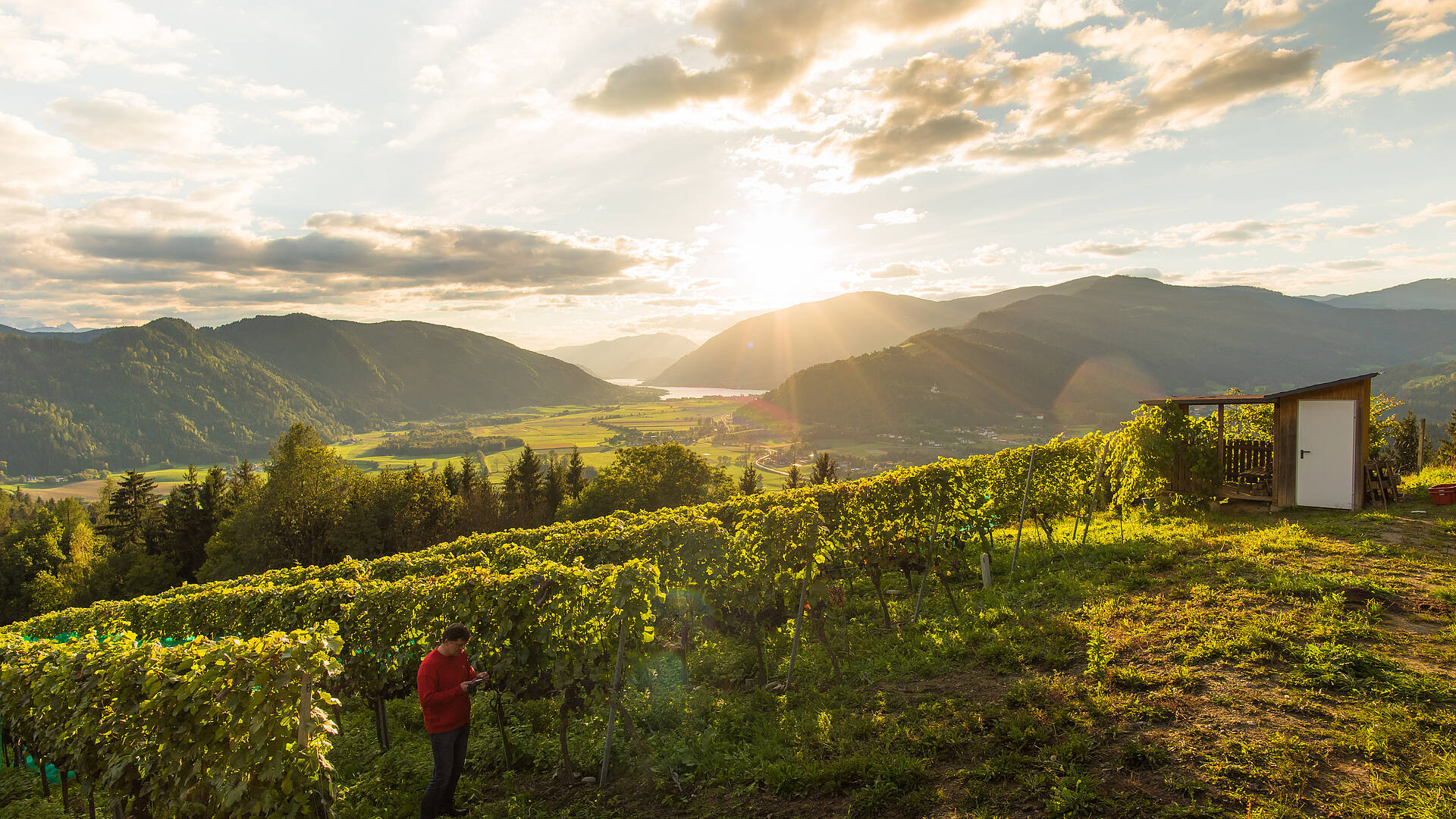 Wein aus Kärnten in der Region Ossiacher See
