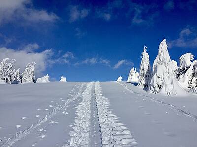 Hirnkopf über Jägersteig