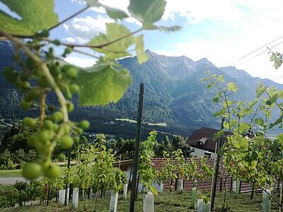 Weingartenführung - Weingarten Hupfa am Schlussnig