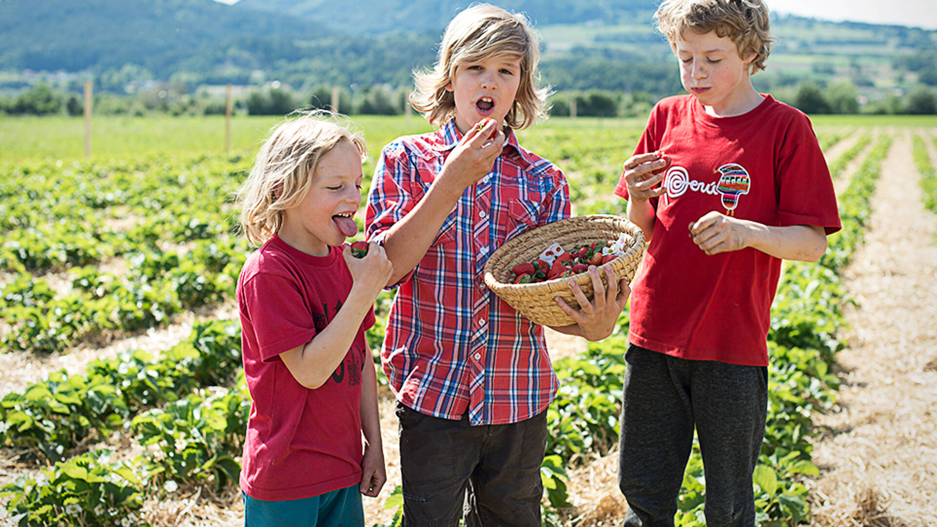 Erdbeeren schmecken so suess