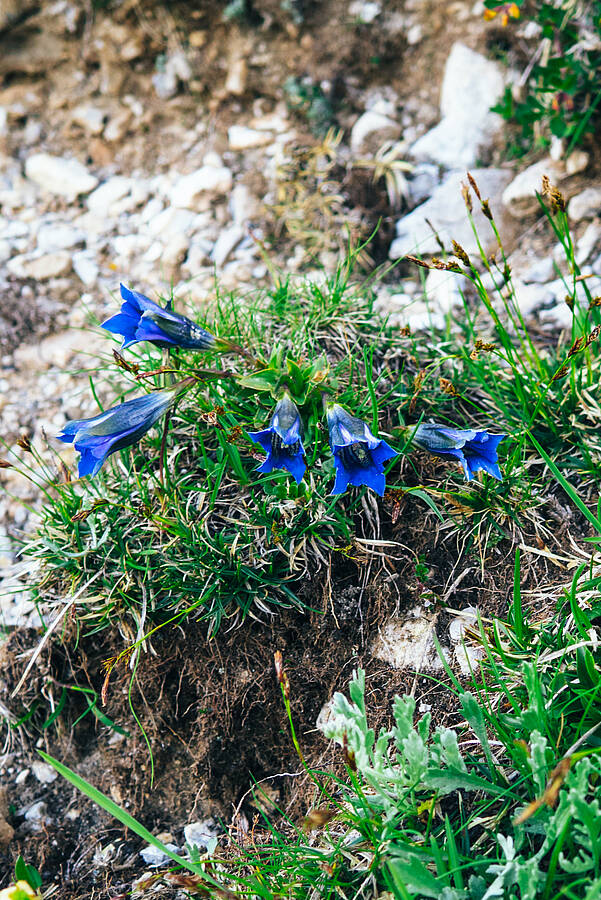 Wulfenia einzigartige Blume aus der Eiszeit 