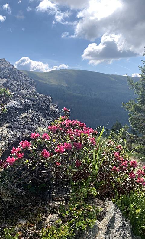 Alpe-Adria-Trail Etappe 13 Almrosen