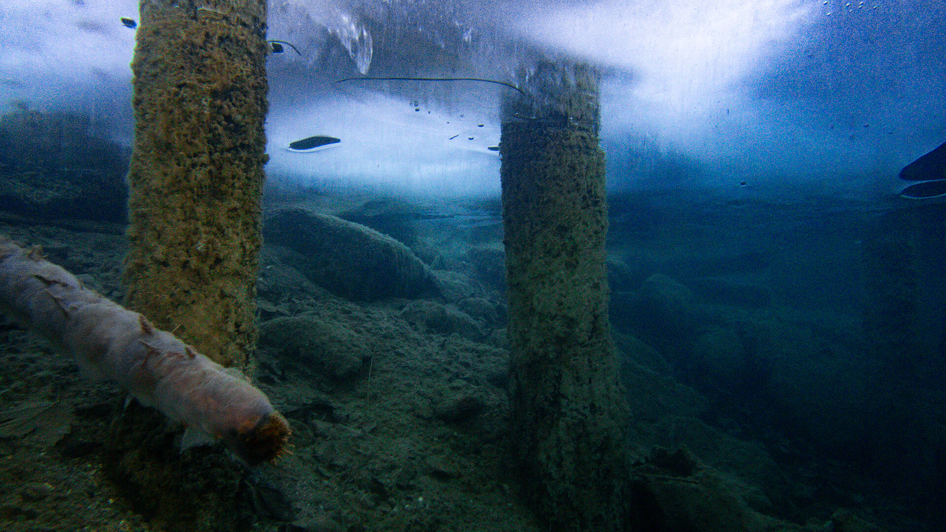 Versunkene und eingeeiste Baumstämme unter Wasser