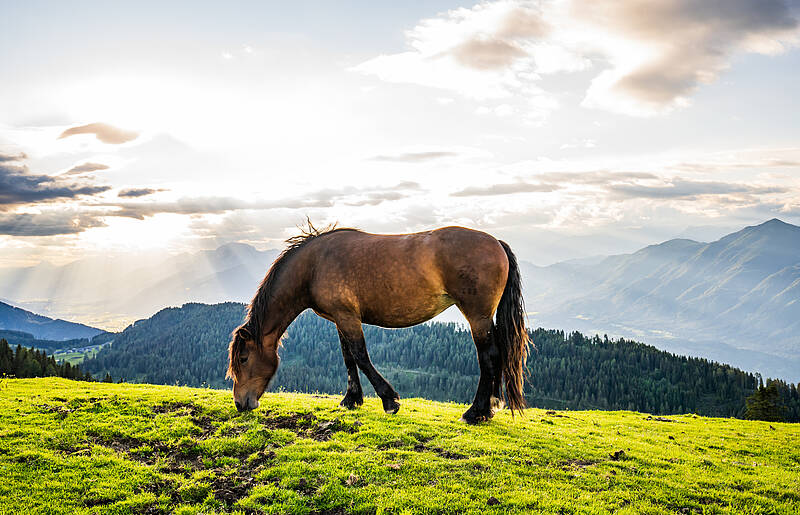 Landschaft am Nassfeld_Pferd