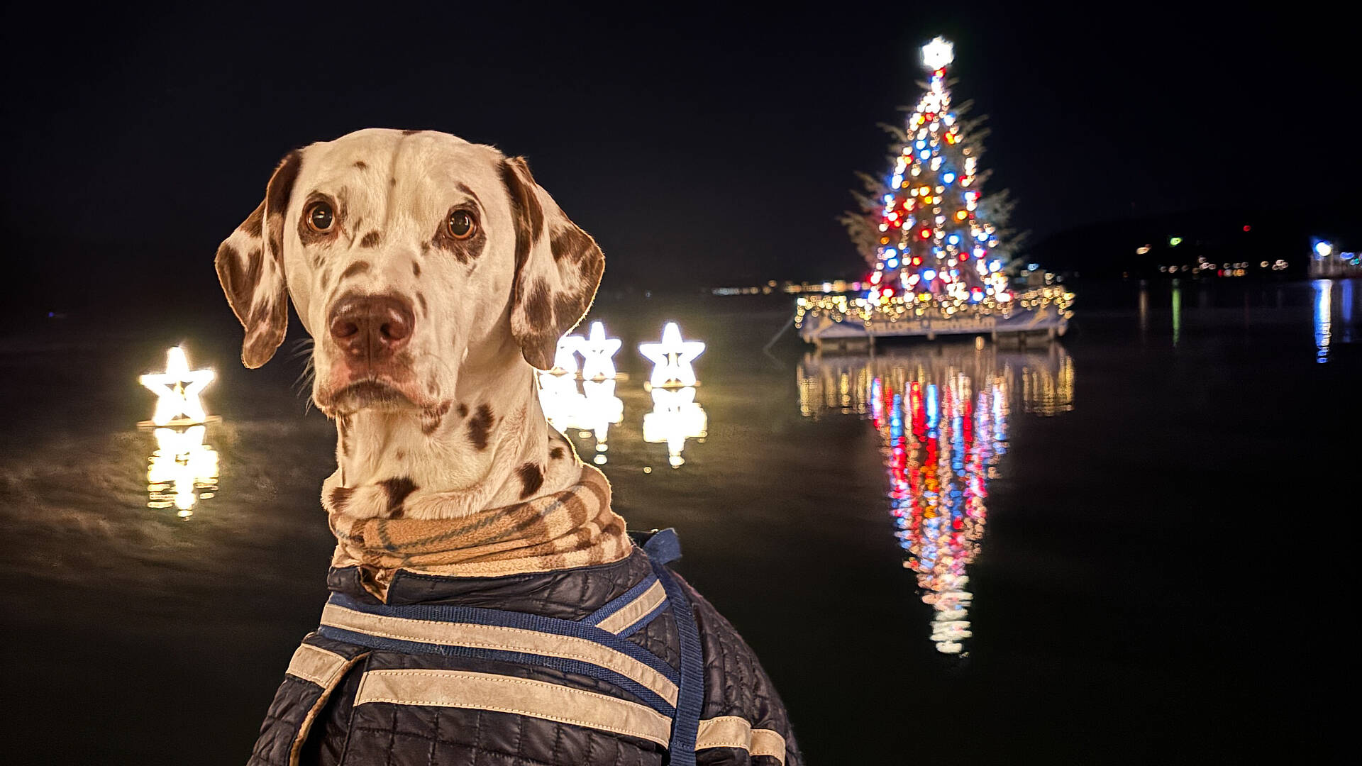 Advent am See mit Hund
