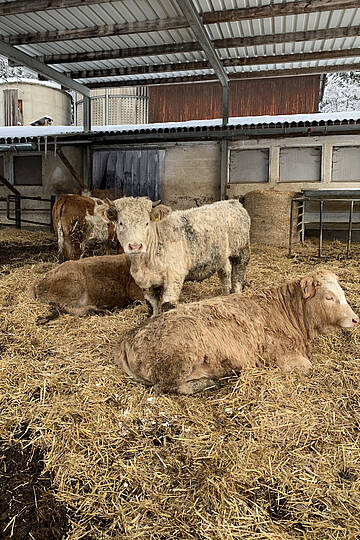  Bio-Bauernhof Müller in Klein St. Paul_Rinder im Stall