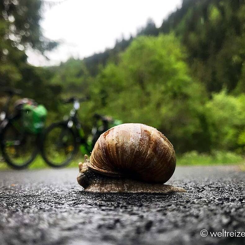 Weinbergschnecke Drauradweg Kaernten