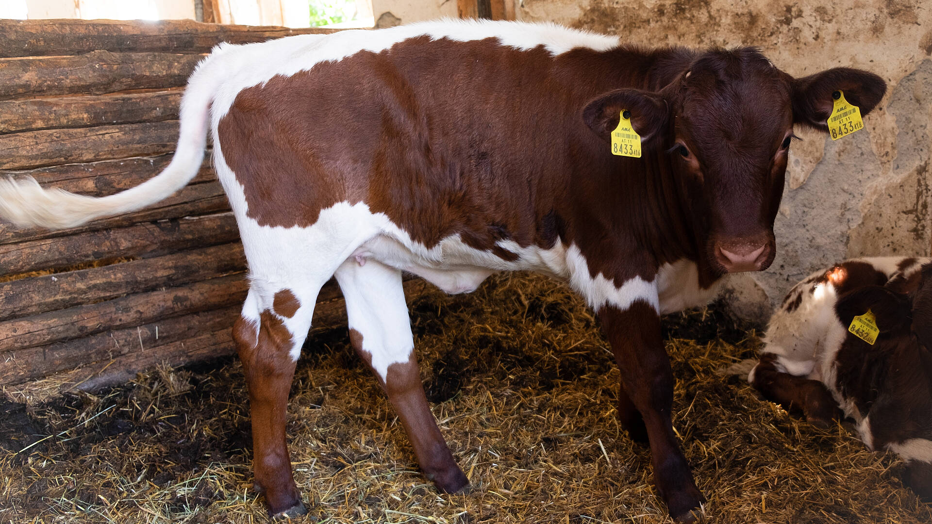 Ein Pinzgauer-Kalb, so ganz geheuer ist ihm die Kamera nicht