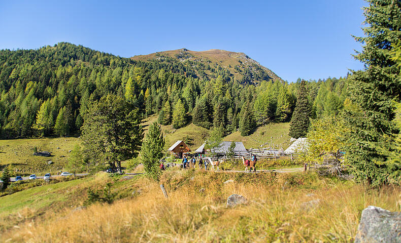 Pilgern in den Nockbergen mit Alpakas