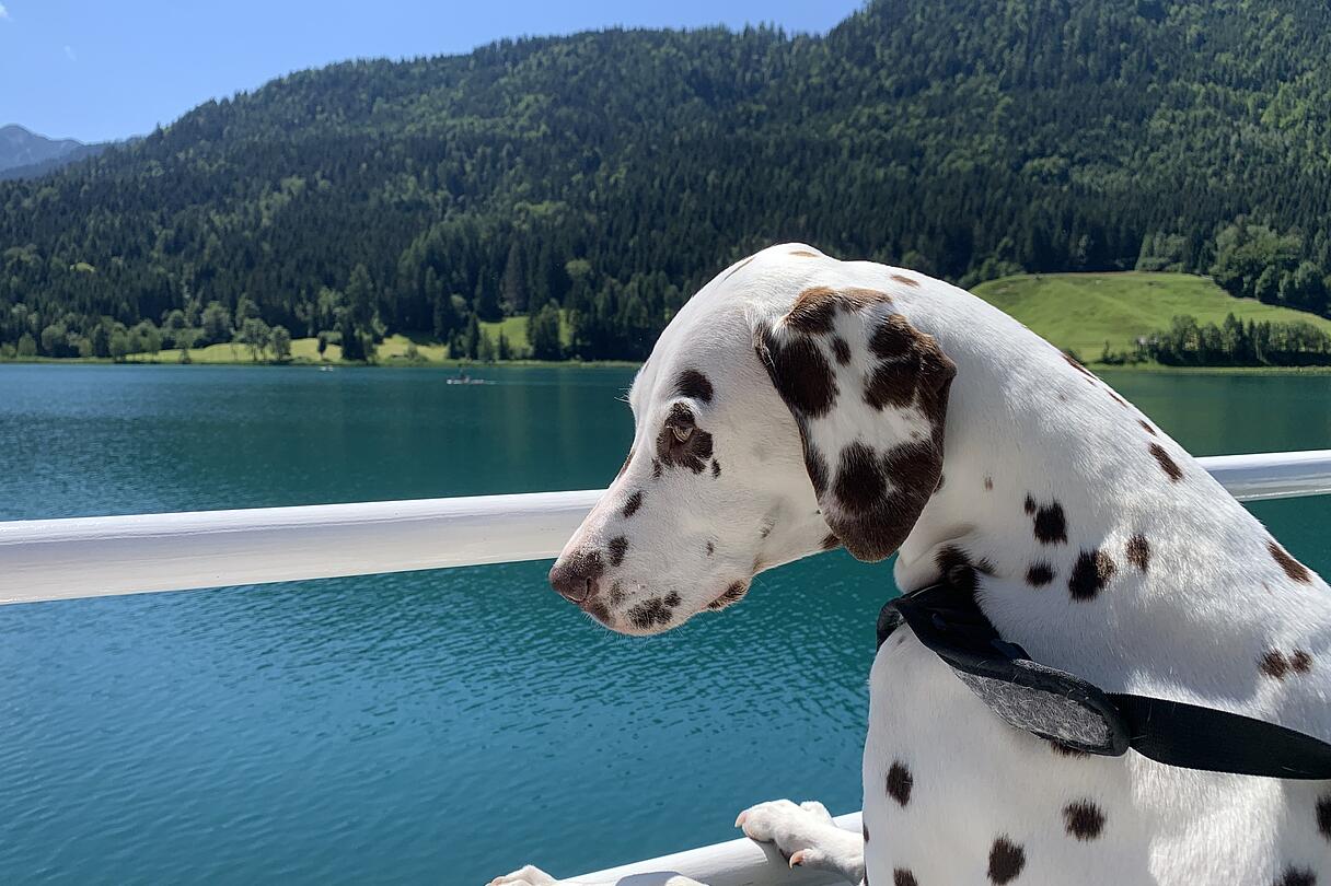 Weißensee Schiffahrt mit Hund Dalmatiner mit braunen Flecken lehnt am Geländer eines Bootes und blickt über den Weißensee mit grünen Bergen im Hintergrund.