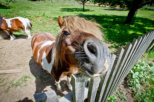 Liendl Bauernhof Pony