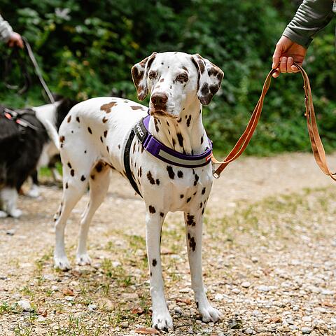 Wandern mit Hund in Kärnten Dalmatiner mit violettem Geschirr wird an einer orangen Leine auf einem Waldweg geführt, im Hintergrund befinden sich weitere Hunde.