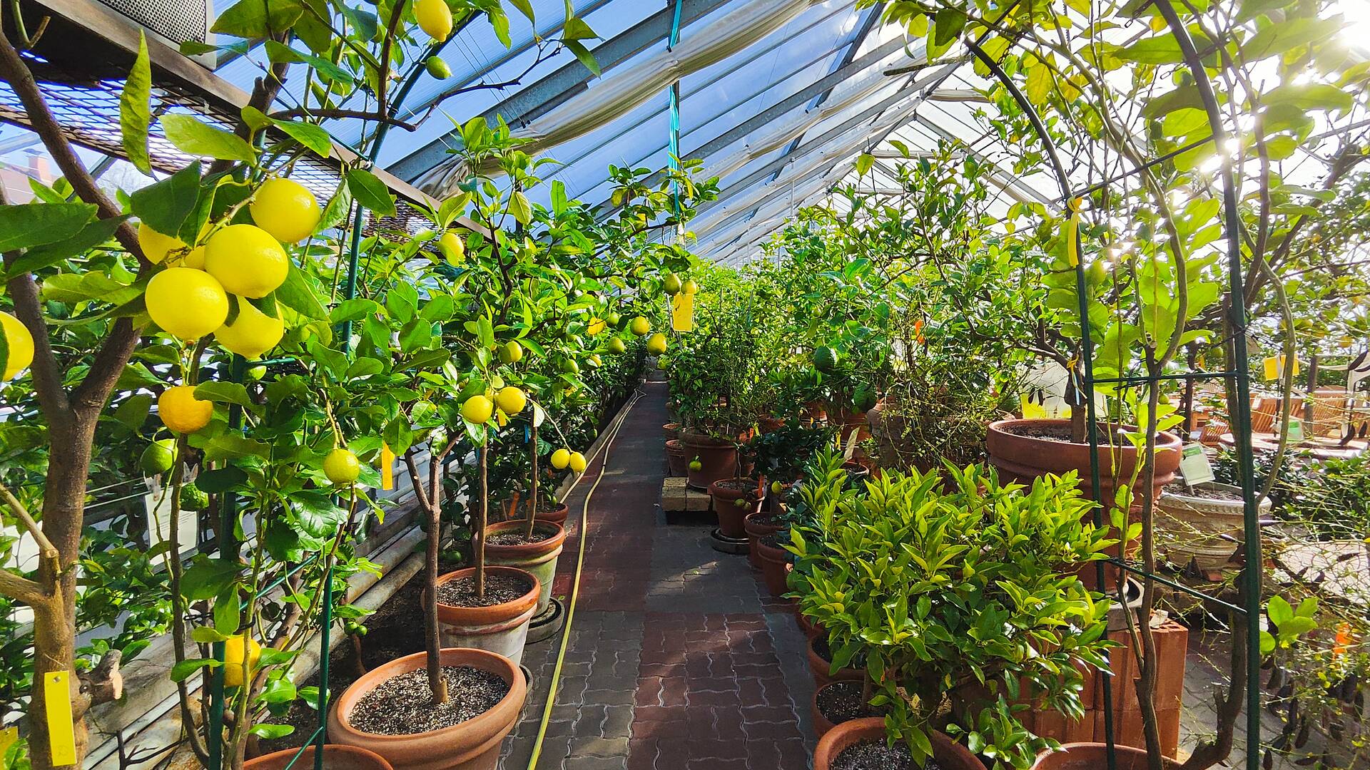 Zitrusgarten Faaker See