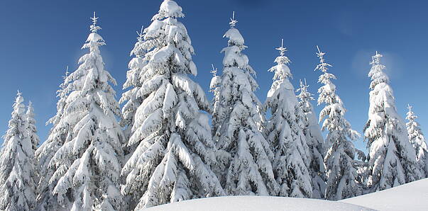 Goldeck Neuschnee ca 120cm