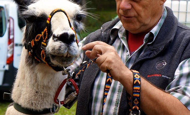 Lama-Trekking im Gailtal