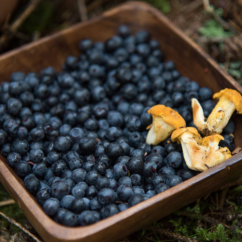 Frische Schwarbeeren aus dem Wald